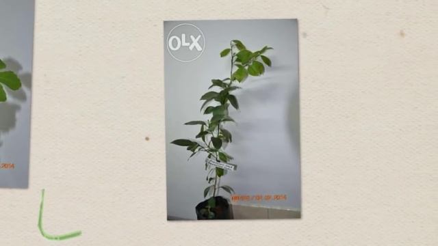 купити саджанці лимона мандарина апельсина граната інжира кави мурайї з доставкою хмельницький смотреть онлайн