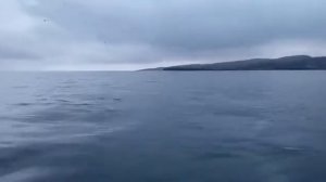 Касатки в Териберке сентябрь 2022