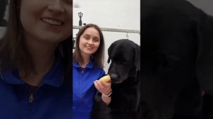 Груминг лабрадора. Как помыть и вычесать собаку дома?