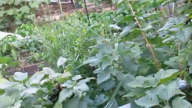 ВЫРАЩИВАНИЕ ДЫНЬ НА ШПАЛЕРЕ ... СУПЕР УРОЖАЙ СМОРОДИНЫ... ГРУША ВЕЛИКАН -500гр смотреть онлайн