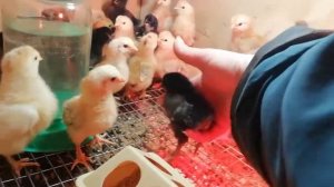 Чем кормить суточных цыплят?