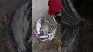 Рыбалка на Амурской протоке в большую воду !