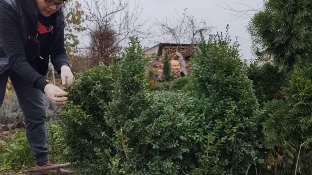 Стрижка самшита "Мишка пьёт мёд", а еще изгородь и ваза с цветами из самшита. Скумпия и барбарис. смотреть онлайн