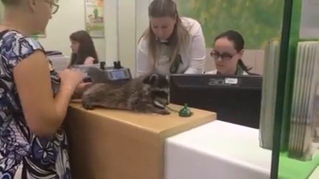 Енот берет кредит в Сбербанке 3 смотреть онлайн