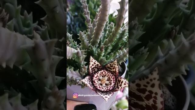 ?Stapelia Orbea Variegata Cactus? #ytshorts