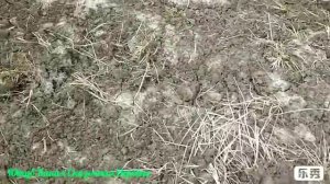 Заготовка корневищ Пырея. И их лекарственные свойства.