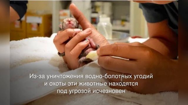 Семья нашла крошечного котенка посреди дороги, но он оказался не простым котом смотреть онлайн