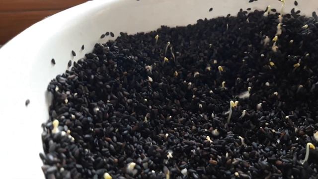 Проростки чёрного кунжута для еды.