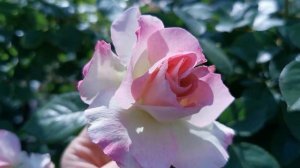 MATILDA ROSE plant by MEILLAND 1988 France バラ マチルダ