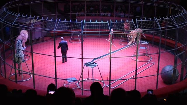 «Жираф шоу – цирк больших зверей» смотреть онлайн