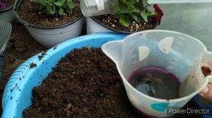 ПЕТУНИЯ ОСЕНЬ,ЧЕРЕНКУЮ И СОХРАНЯЮ