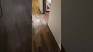 Это наши домашние кошки. У нас дома 5 пород. Мы занимаемся разводом пород Египетская Мау и Сейшелы.