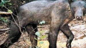 ЧУПАКАБРА.Загадочное существо!!!