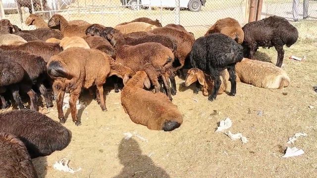 Молбозори регар шанбе бозор нархи элитные бара гисариский овцы савдо зур 29.06.2020