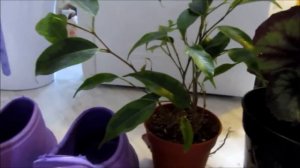 Мои покупки для дома в "Эпицентре"