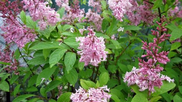 LILAS. Syringa vulgaris смотреть онлайн