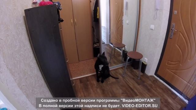 как правильно одеть ошейник на щенка смотреть онлайн