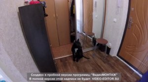 как правильно одеть ошейник на щенка