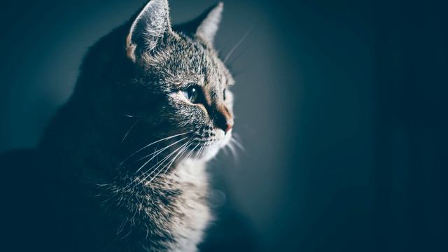 A mentor macskája - egy spirituális mester története смотреть онлайн