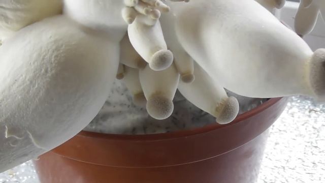 Выращивание экзотических грибов Еринги в домашних условиях.Часть 2