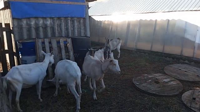 Новый загончик у коз ?Им нравится ? смотреть онлайн
