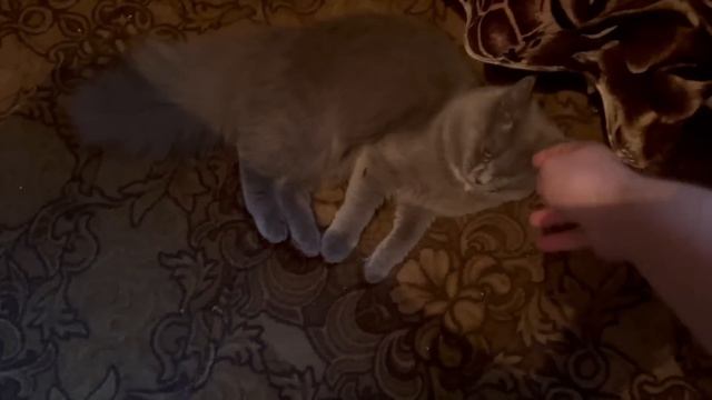 переселение медленно но приближается : привёз МАМУЛЕ и МОСЕ вкусняшек смотреть онлайн