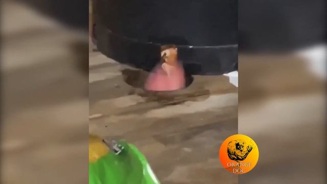 Хочу мяса / I want meat 2021 смотреть онлайн