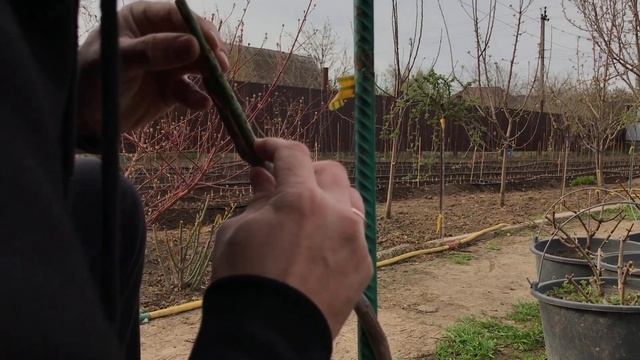 Как Перепревить Замерзшую Штамбовую Розу!Справится Даже Новичек!