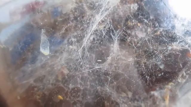 Вылупилась личинка большой восковой моли смотреть онлайн