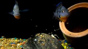 Цихлазома Меека.