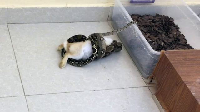 Warning! Live Feeding | Snake Boa Eating Rabbit | افتراس смотреть онлайн
