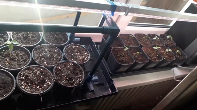 Маракуйя северная из семян в средней полосе (Воронежская обл.) 3 часть смотреть онлайн