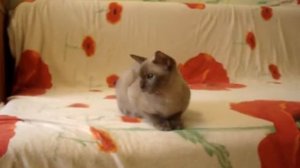 Бурманские котята шоколадного окраса