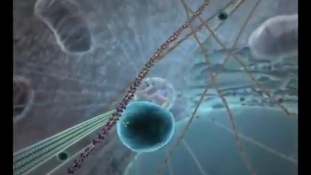 3D анимация _ Внутренняя жизнь клетки экстравазация или миграция лейкоцита к области воспаления