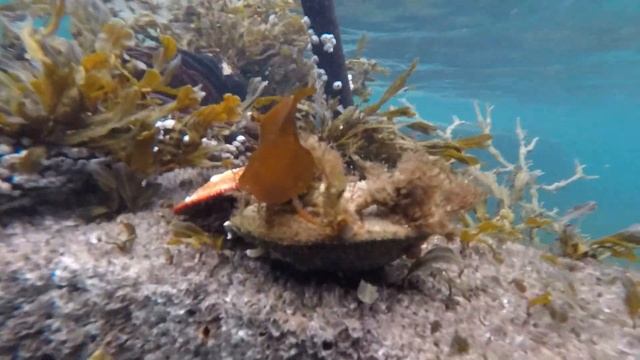 Рэк-фридайвинг на Баренцево море, Кольский полуостров, п Ура-губа смотреть онлайн