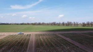 Лук озимый сорт Сибирь 30 04 2021