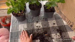 Получила посылку с канала»Изумрудная дача»