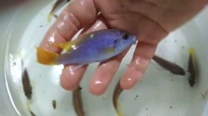 Pseudotropheus sp. 'acei' Luwala Reef