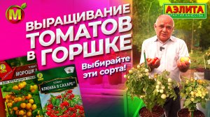 Выращивание томатов черри в горшечной культуре. Штамбовые сорта МОРОШКА и КЛЮКВА В САХАРЕ.