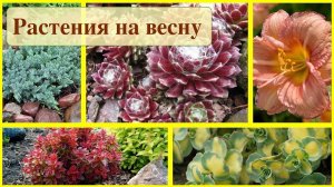 ХОТЕЛКИ ДЛЯ САДА на весну. Часть 1. Карликовые барбарисы. Хосты. Хаконехлоя и др. ДАЧНЫЙ КРЕАТИВ.