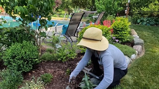 Planting Salvia, Penstemon, Pink Cushion Phlox & a Cape Lookout Hydrangea ???// Suburban Oasis смотреть онлайн
