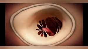 Строение сердца :#1 Сердечные клапаны/внутреннее строение сердца