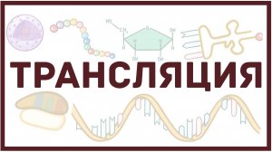 Трансляция РНК