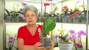 Уцененная орхидея Без Секретов... Что ОБЯЗАТЕЛЬНО нужно сделать ПОСЛЕ ПОКУПКИ?