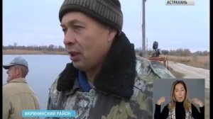 Американский веслонос в астраханских прудах