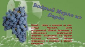 Мерло виноград (технический сорт)