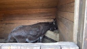 Парк отель «Русский» Дракино обзор?Цена за ночь, услуги, меню ?