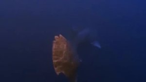 В Атлантике поймали акулу, по мнению учёных ей  около  500 лет