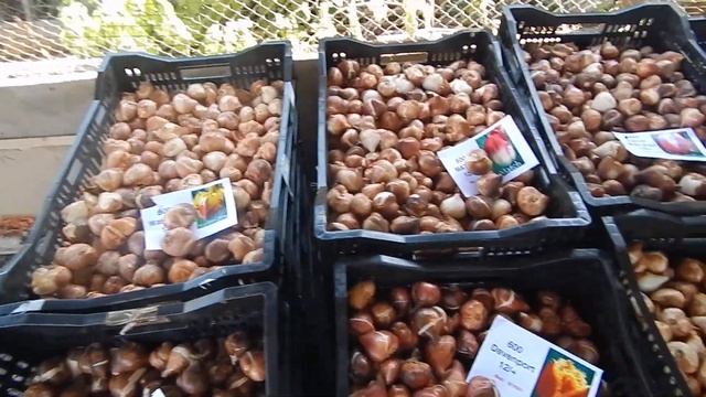 Луковицы тюльпанов. Отзывы. Выгонка тюльпанов. Заказ луковицы тюльпанов из Голландии