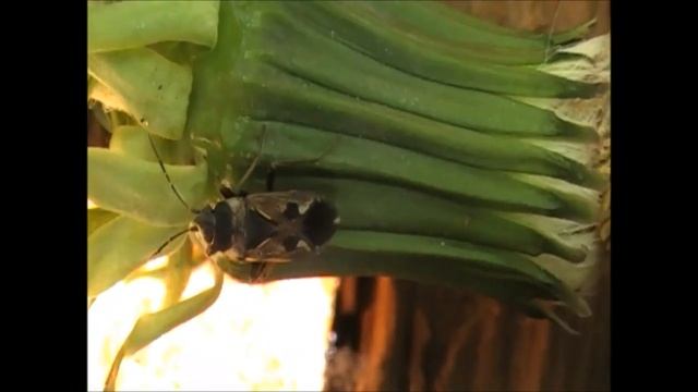 Рипарохромус обыкновенный и интересные факты о нем смотреть онлайн